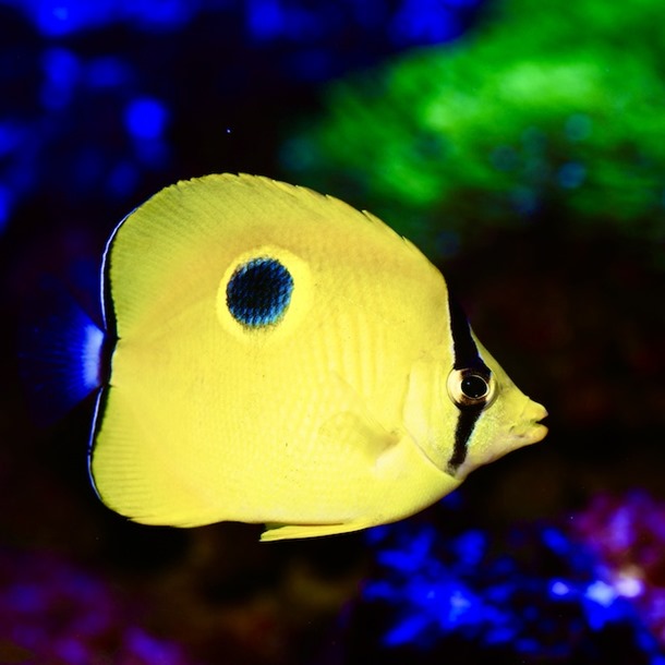 Indian Teardrop Butterflyfish
