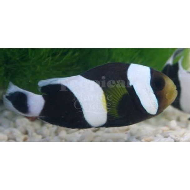 Saddleback Clownfish