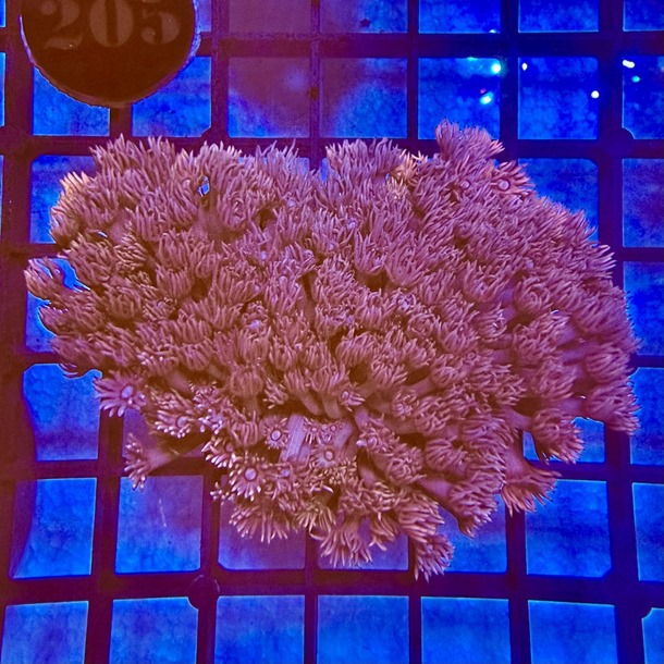 Fairy Dust Goniopora Colony