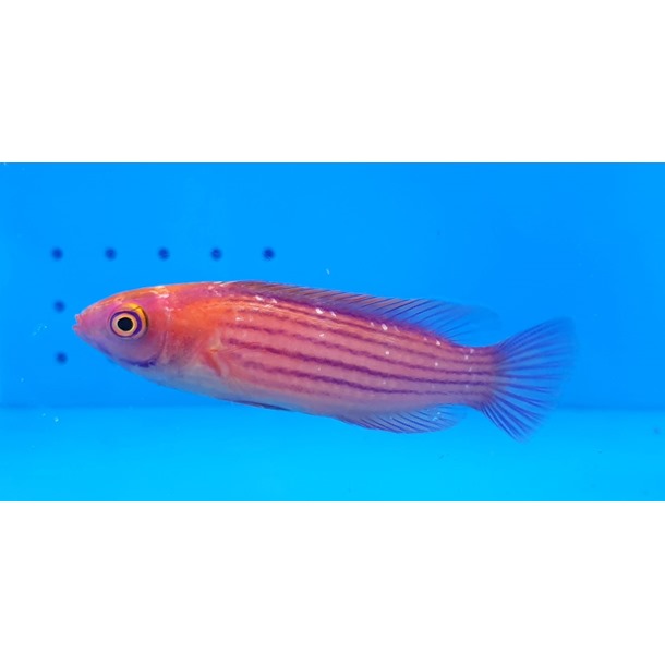 Earl's Fairy Wrasse