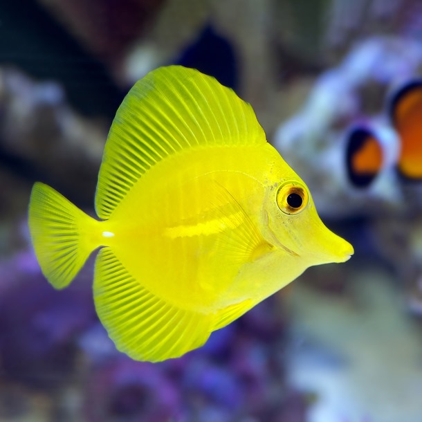 Yellow Sailfin Tang