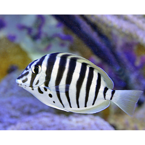 Zebra Tang