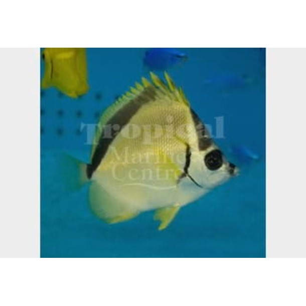 Barber Butterflyfish