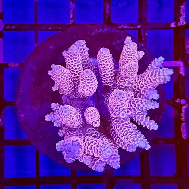 Acropora Colony
