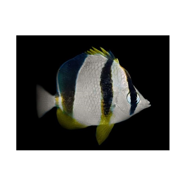 Three Banded Butterflyfish