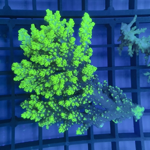 Oz Acropora Colony