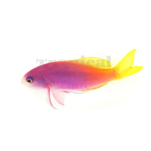 Painted Anthias