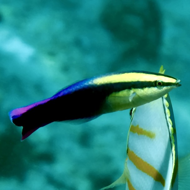 Hawaiian Cleaner Wrasse