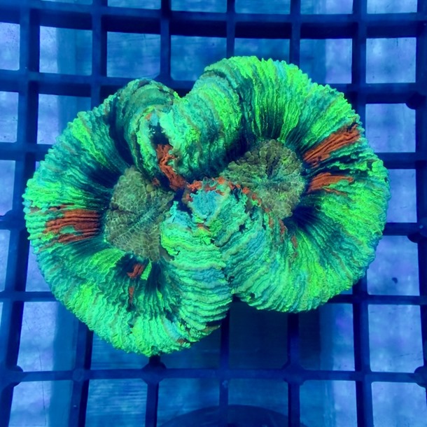 Rainbow Trachyphyllia