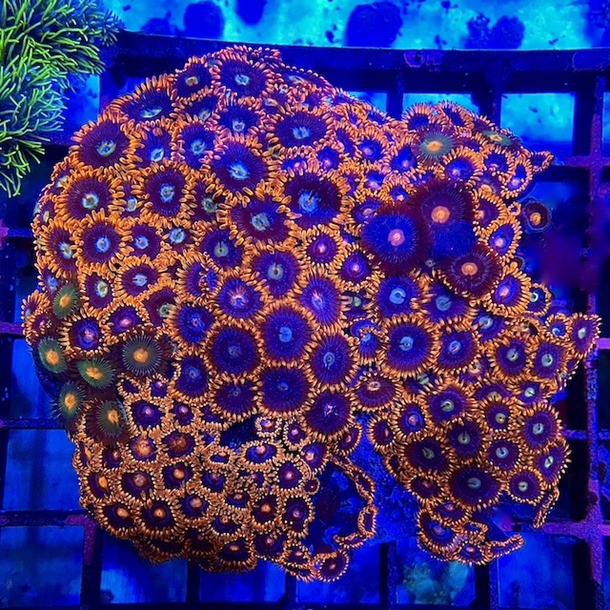 Super Red Zoa Colony