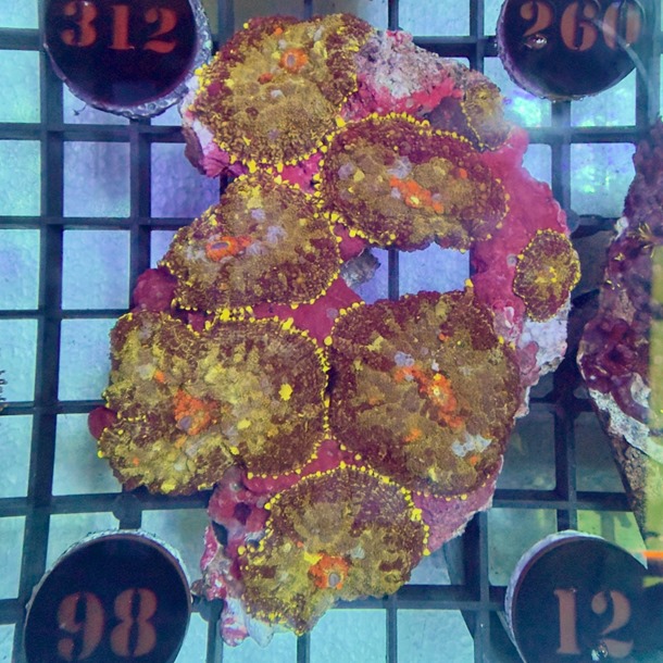 Bullseye Mushroom Colony