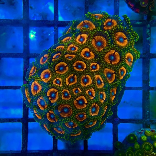 Ultra Zoa Colony