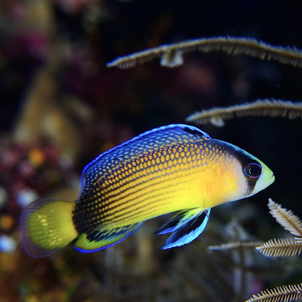 Splendid Dottyback