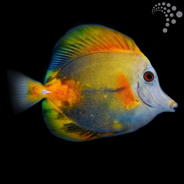 Tricolour Sailfin Tang