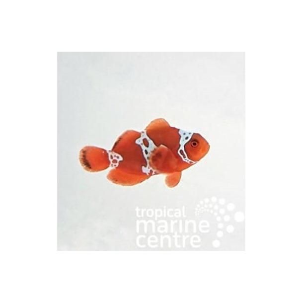 Lightning Maroon Clownfish