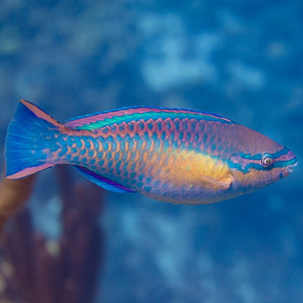 Princess Parrotfish