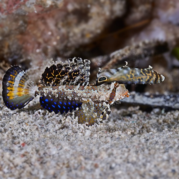 Fingered Dragonet