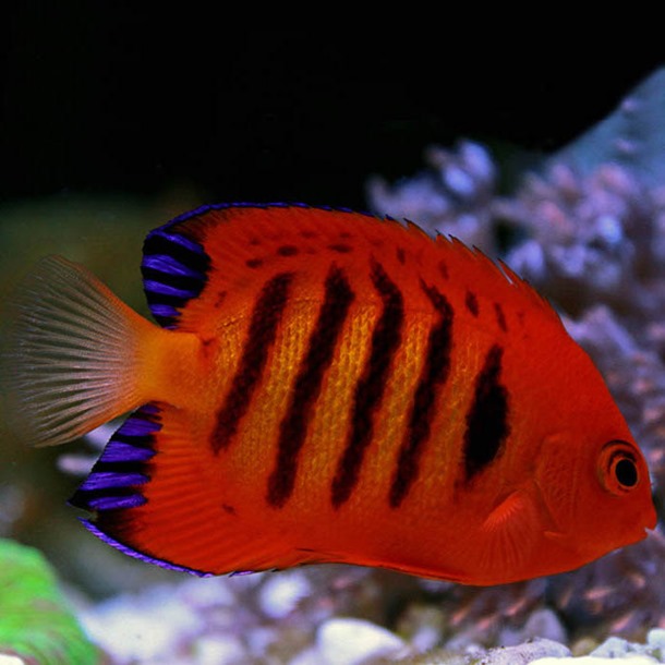 Flame Dwarf Angel Fish