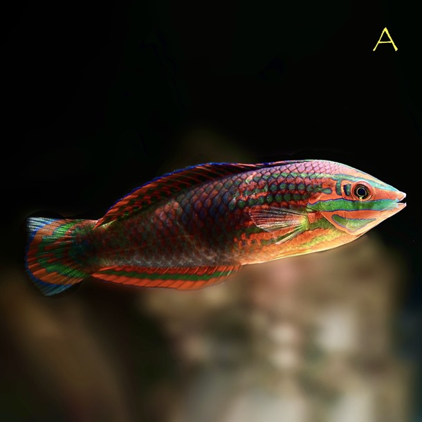 Twospotted Wrasse