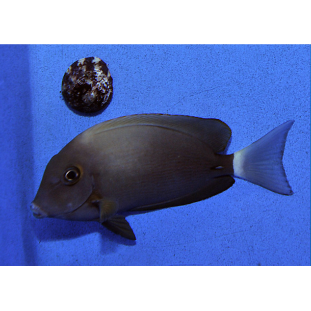 Ring Tail Tang