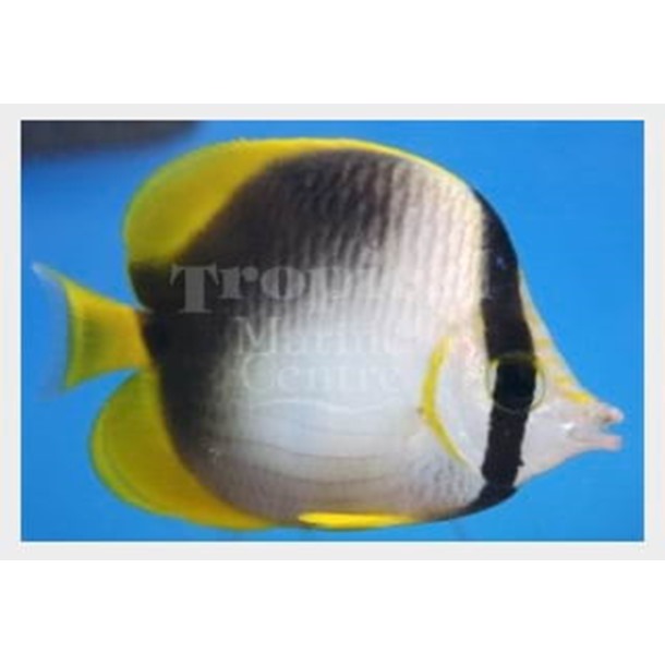 Somali Butterflyfish