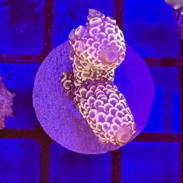 Acro Frag