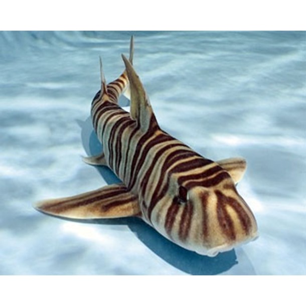 Zebra Horn Shark