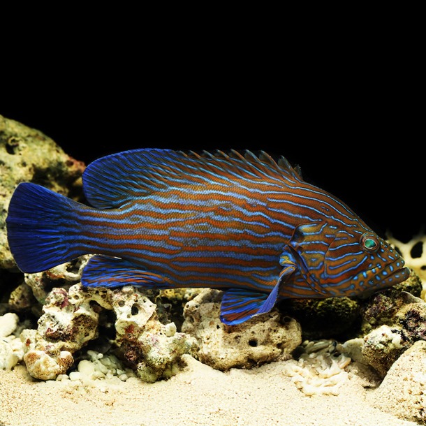 Blue Line Grouper