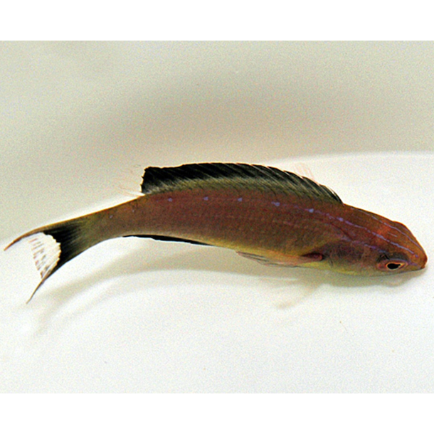 Dusky Fairy Wrasse