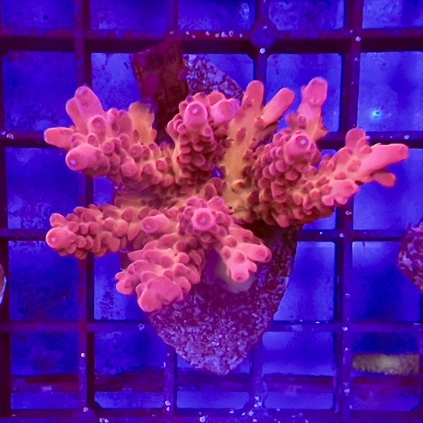 Acropora Colony