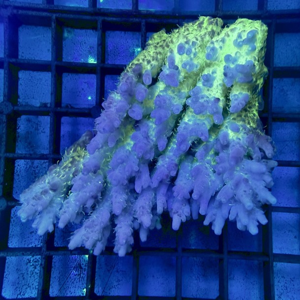 Oz Acropora Colony