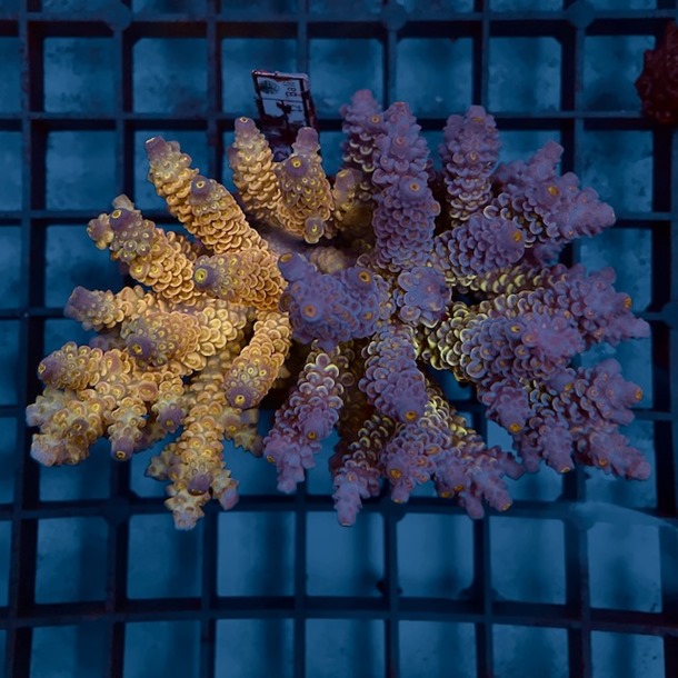 Ultra Bi Colour Acro Colony