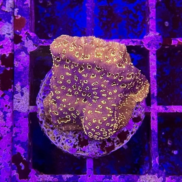 Golden Pavona Frag