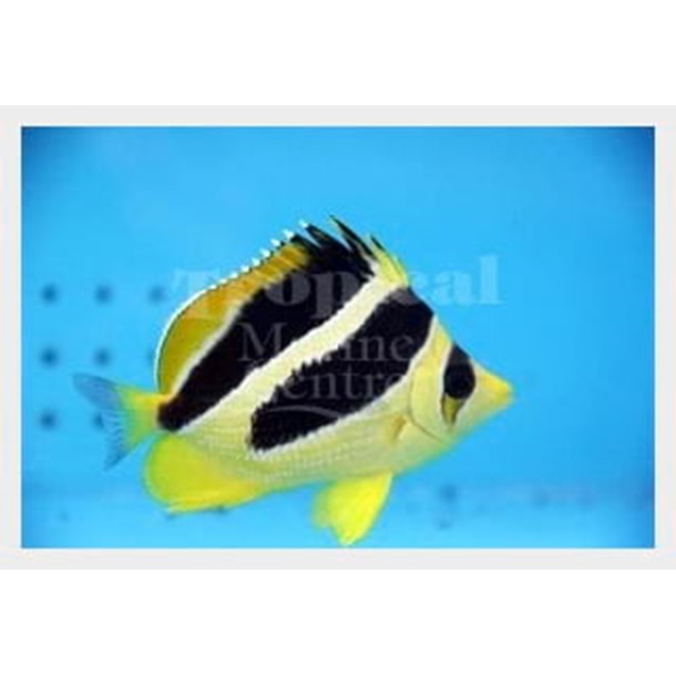 Mitratus Butterflyfish