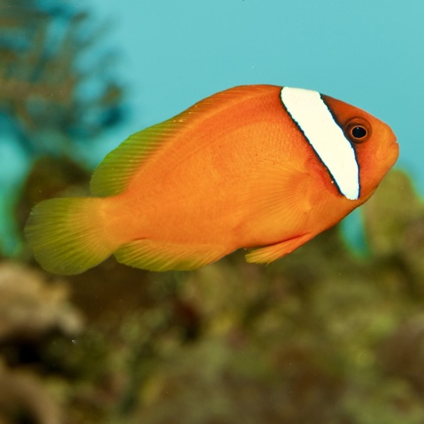 Australian Tomato Clownfish