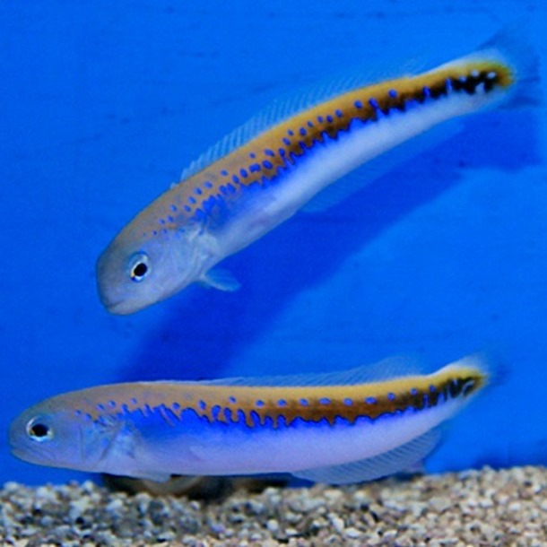 Oreni Tilefish