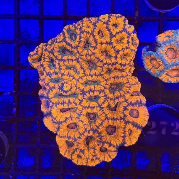 Orange Acan Colony