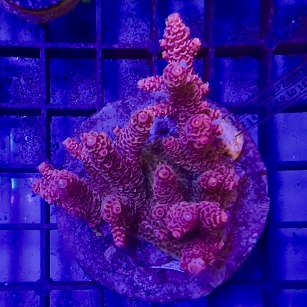 Acropora Colony