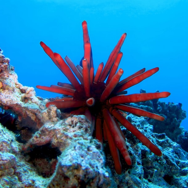 Red Pencil Urchin