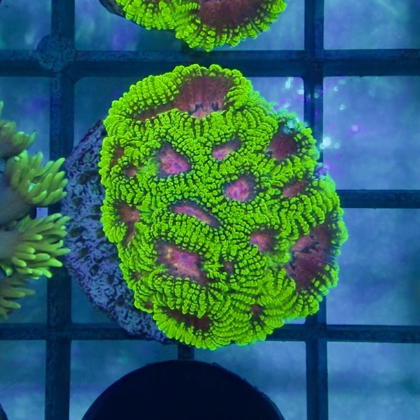 Space Monkey Favia Frag
