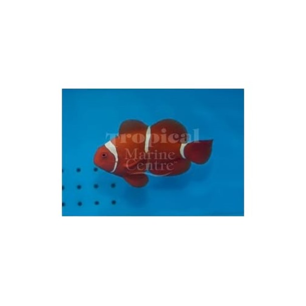 Maroon Clownfish