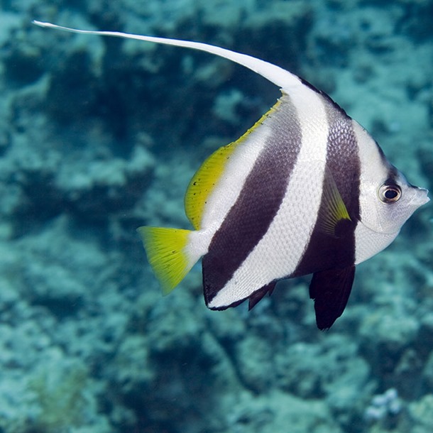 Schooling Bannerfish