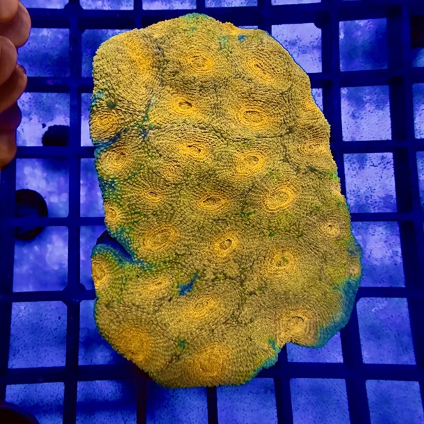 Orange Favia Colony