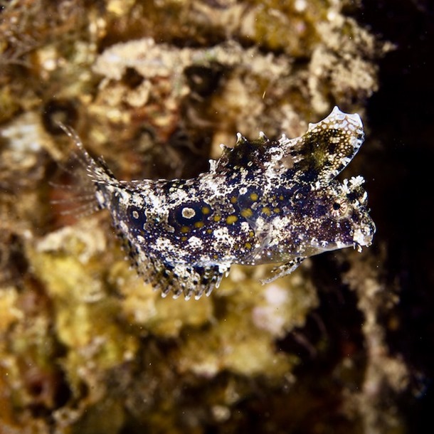 Weedy Blenny