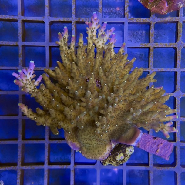 Acropora Colony