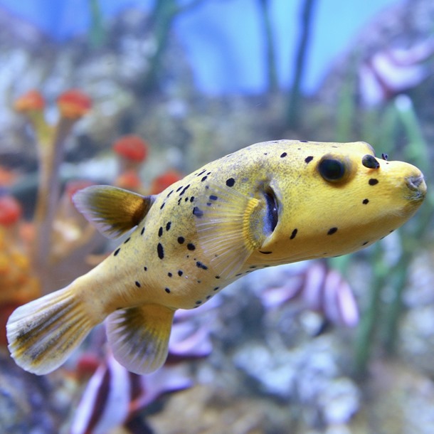 Golden Dogface Puffer