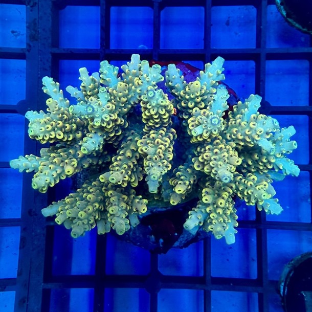 Acropora Colony