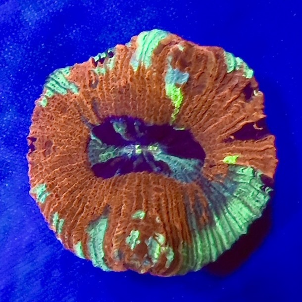 Rainbow Trachyphyllia