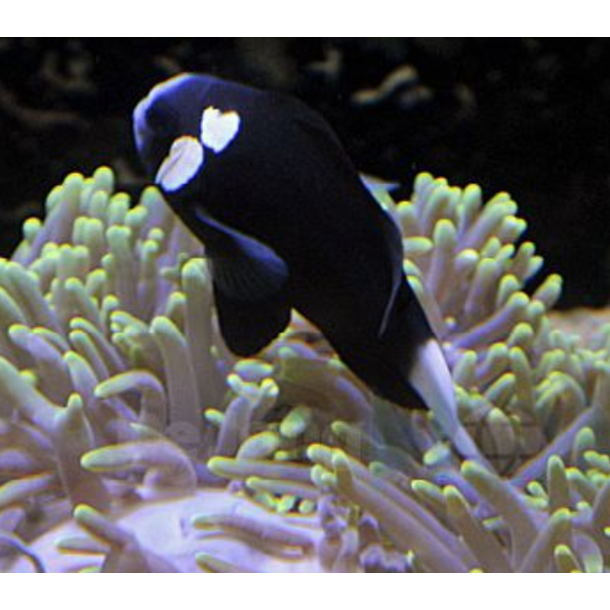 McCulloch's Tomato Clownfish