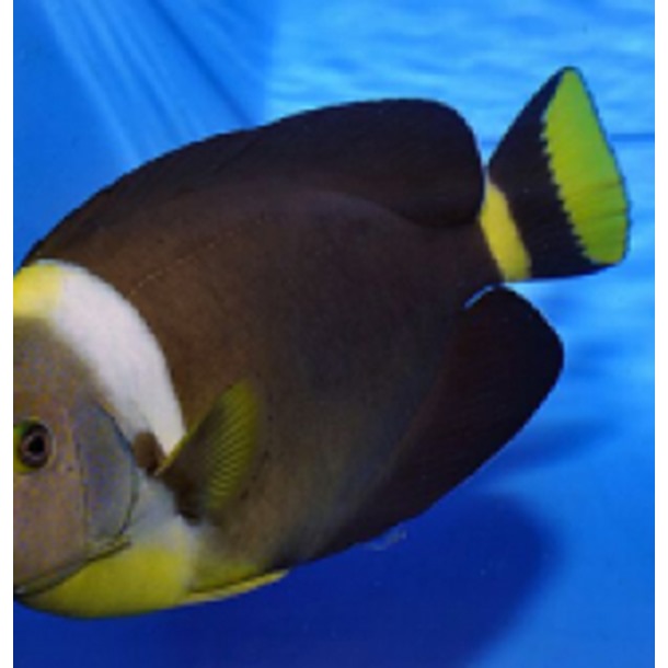 Personifer Angel Fish 